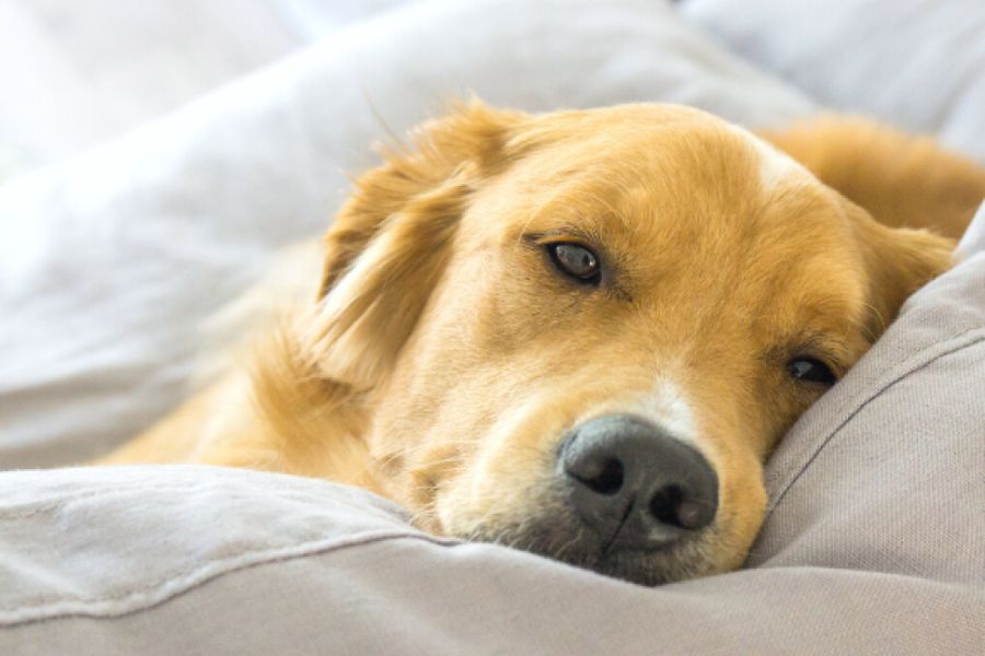 The Best Dog Breeds for Couch Potatoes