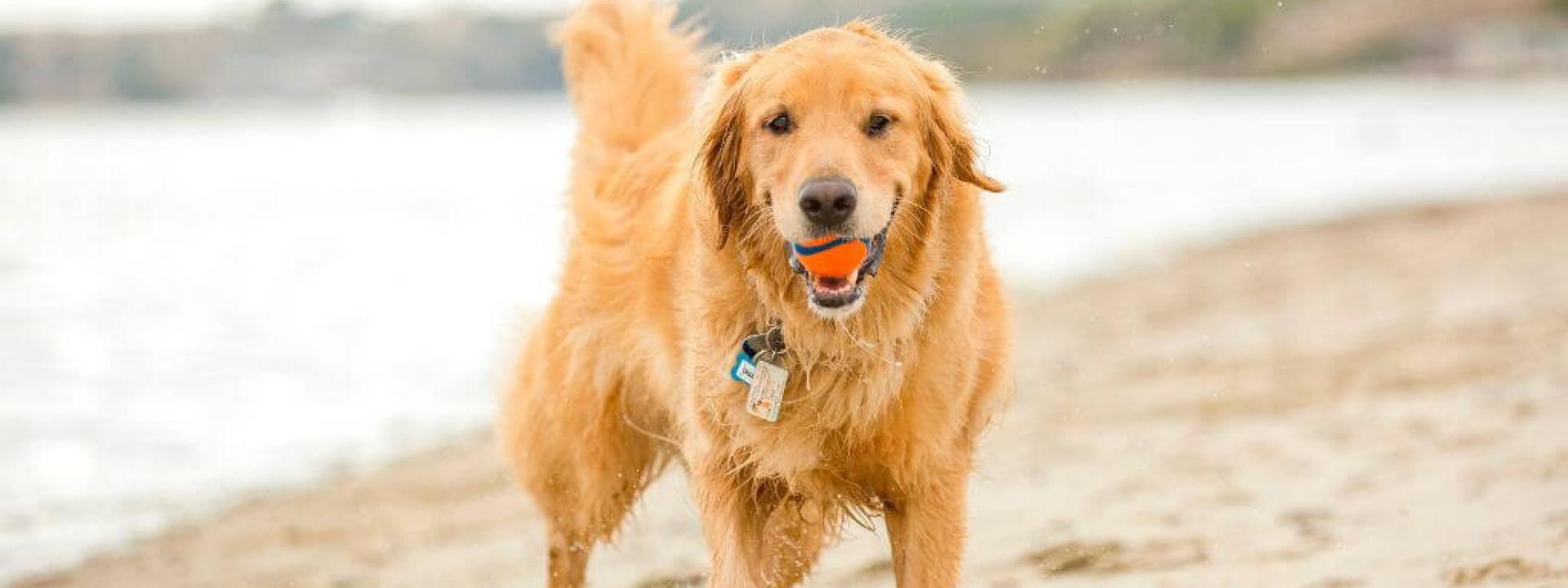 Avoiding Water, Sand, and Algae Risks that Can Put a Damper on Your Dog’s Summer Fun