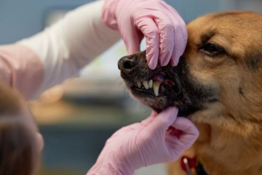 The Power of Dental X-Rays: Protecting Your Dog’s Smile from Hidden Disease