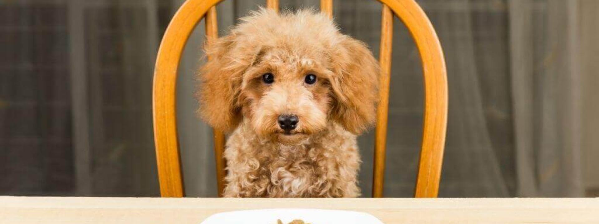 6 Ways to Curb Your Canine’s Seemingly Insatiable Appetite
