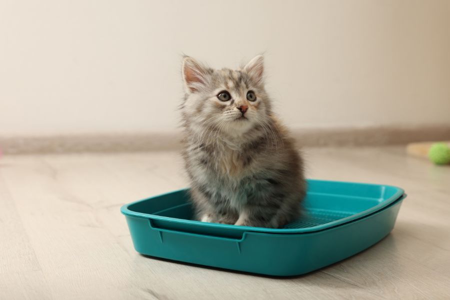questions-kitten-checkup-guide