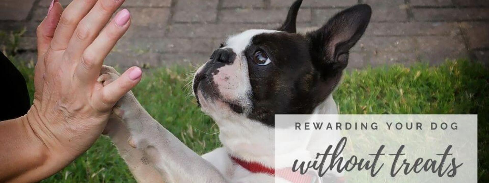 Rewarding Your Dog Without Treats
