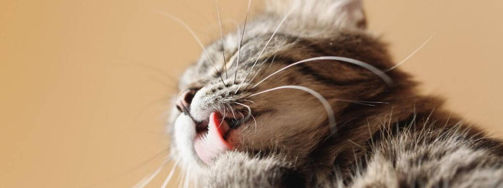 Tackling the Tumbleweeds: A Guide to Cat Hairballs