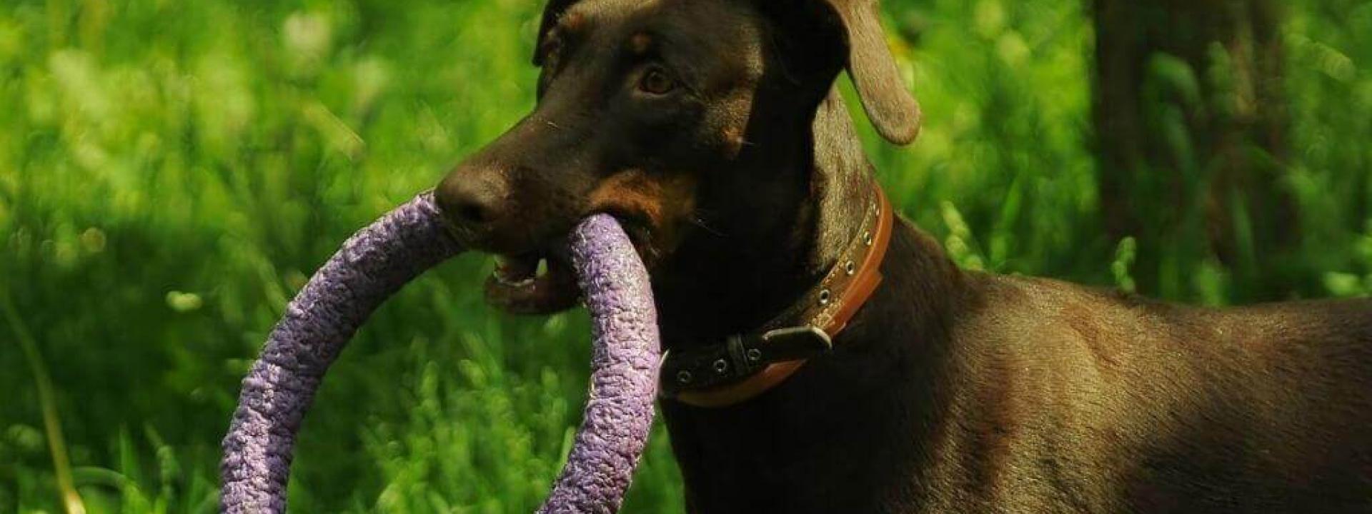 What Veterinarians Want You to Look For in a Chew Toy