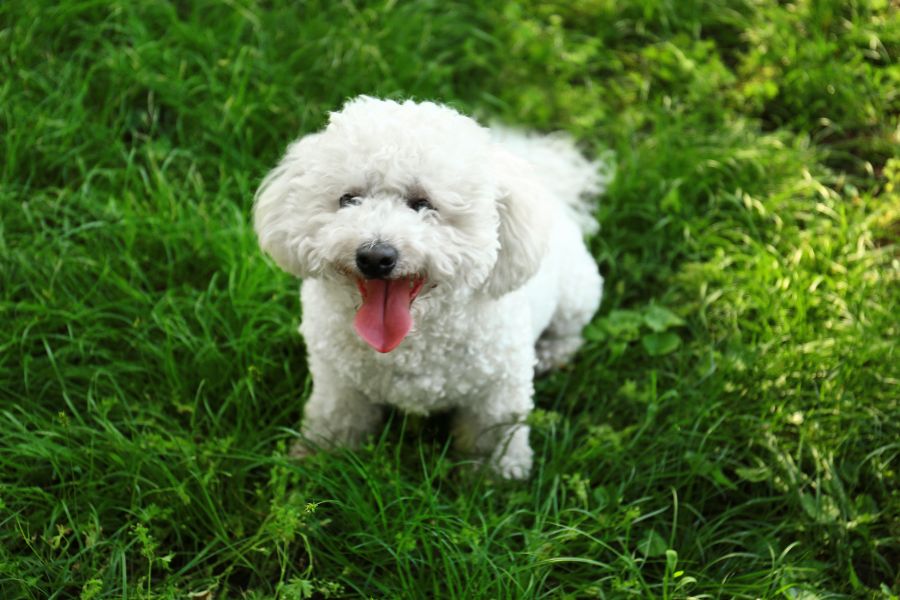 bichon-frise-care-grooming-diet-guide