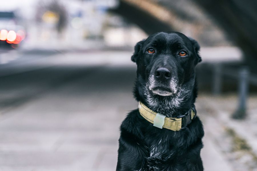 smart-pet-gadgets-every-owner-guide