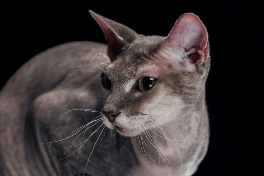 Best Cats for Allergy Sufferers