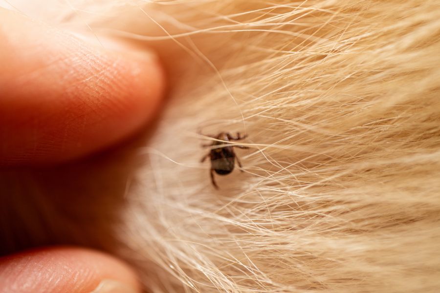 Signs Your Dog Has Fleas