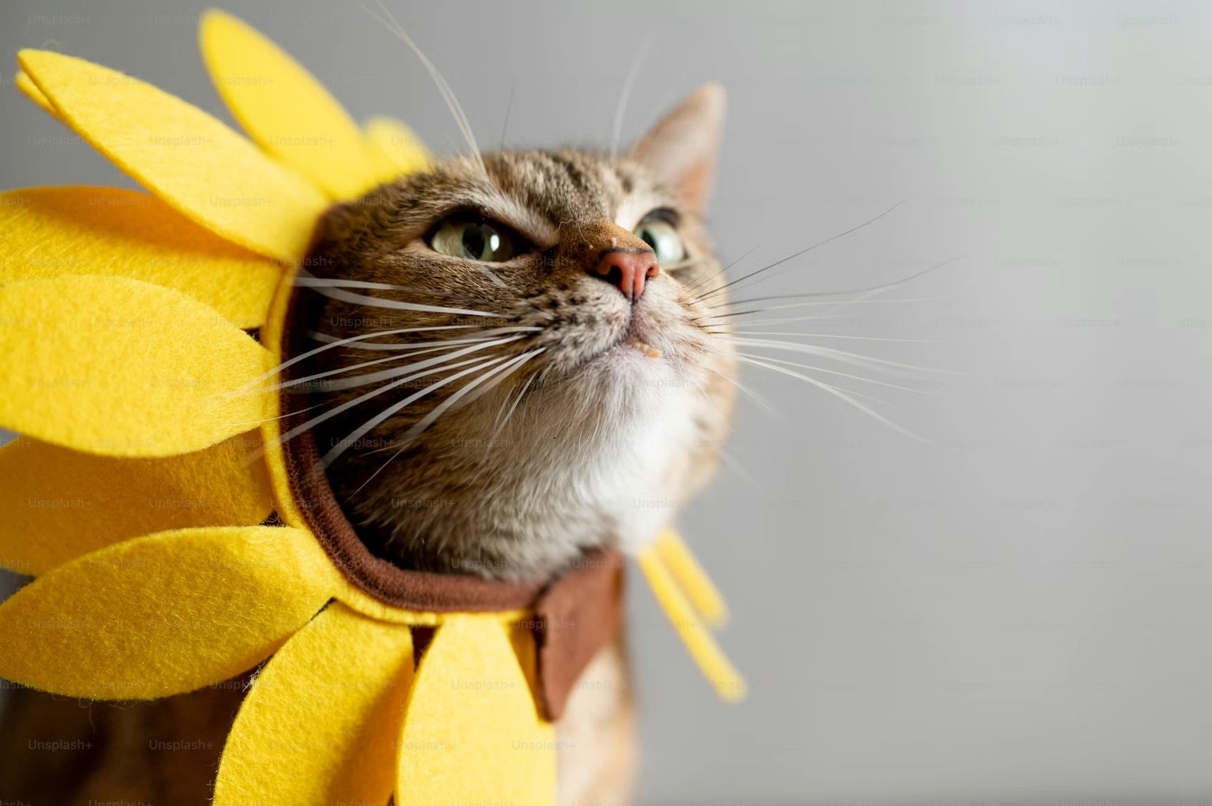 Your Cat Deserves the VIP Treatment