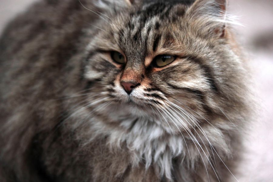 Cat Stress Signs