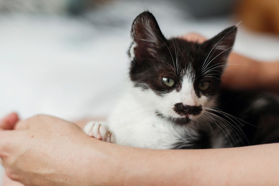 Kitten Growth Guide