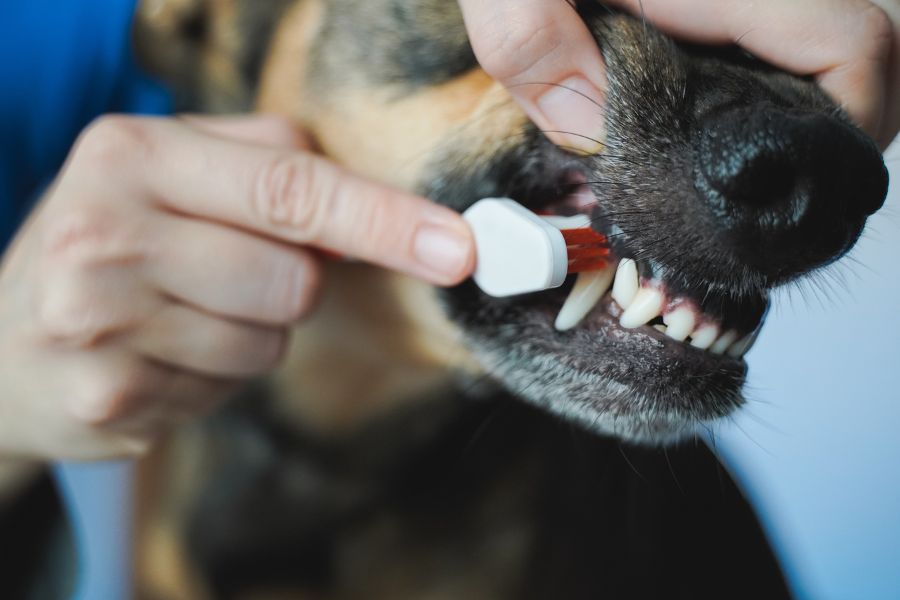 What Happens During a Veterinary Dental Cleaning and Why It Goes Beyond the Teeth