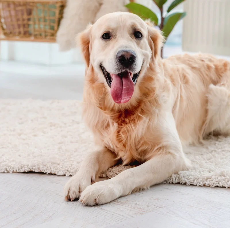 Orchard Road Animal Hospital Banner Image