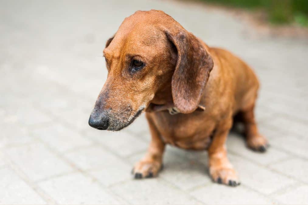 IVDD in Dogs