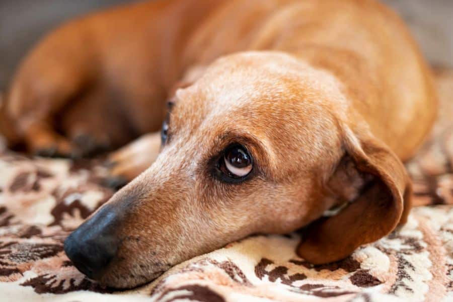 After-Hours Pet Care Guide