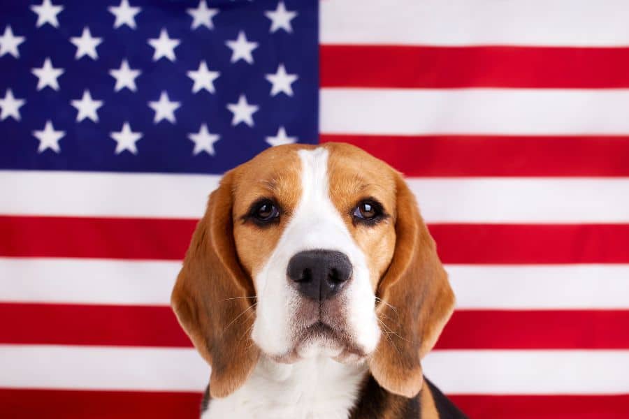 Keep Pets Safe on the 4th of July