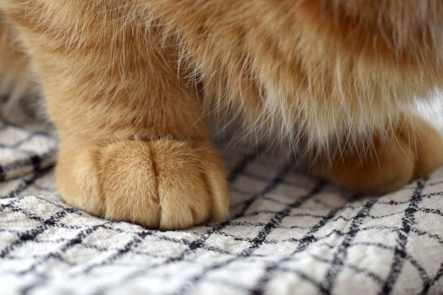 Kitten Nail Care