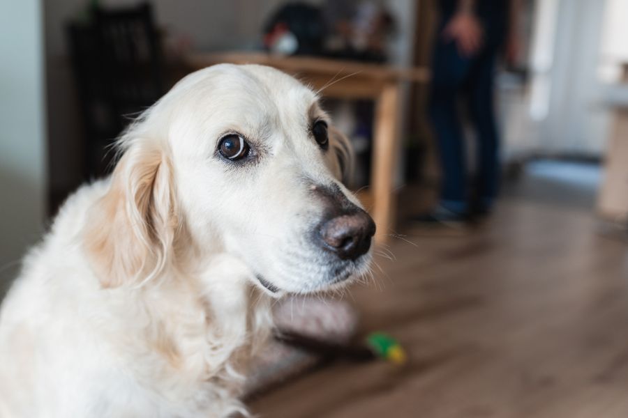 Benadryl for Dogs: How It Works and When to Use It