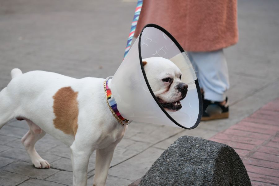 Urgent Pet Surgery