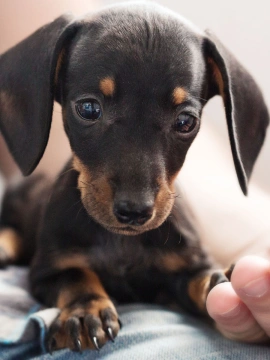 Small black and tan puppy resting while a person gently holds its front paw