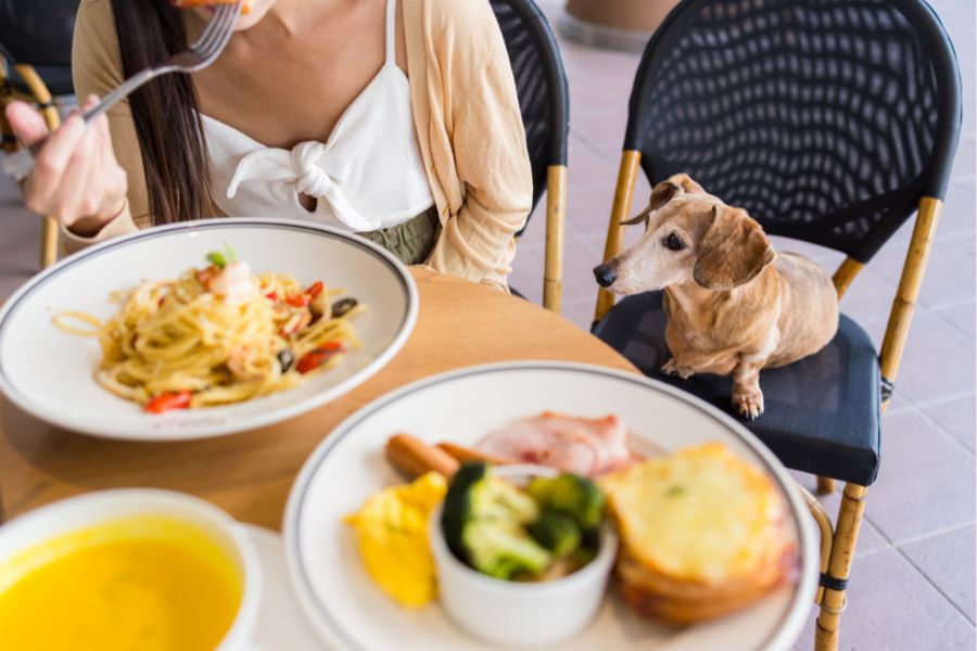 Reasons Your Pet Suddenly Refuses Food