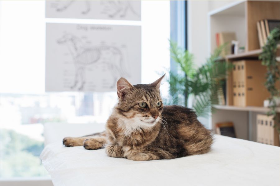 Cat Diarrhea vs. Normal Stool
