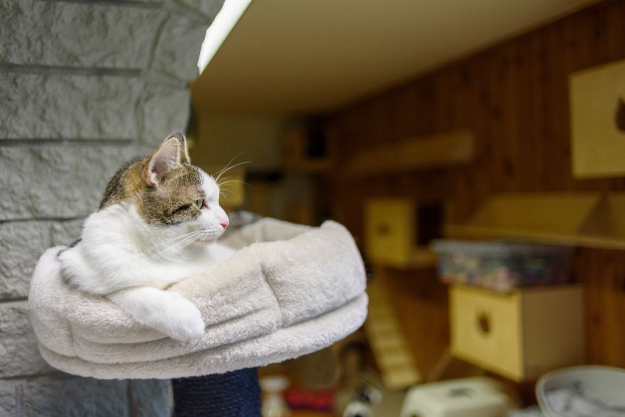 Cat-Only Veterinary Care