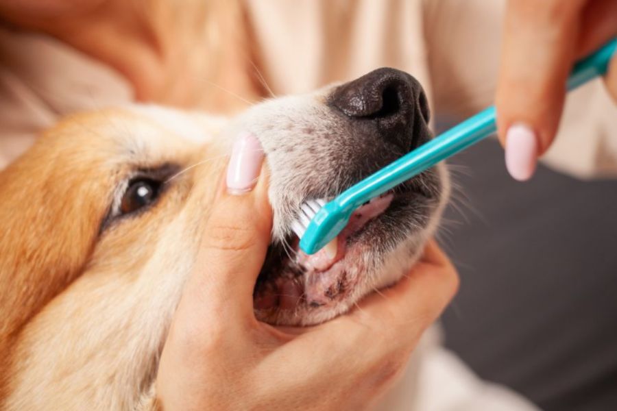 Pet Dental Pain: How to Recognize the Signs and Get Urgent Help