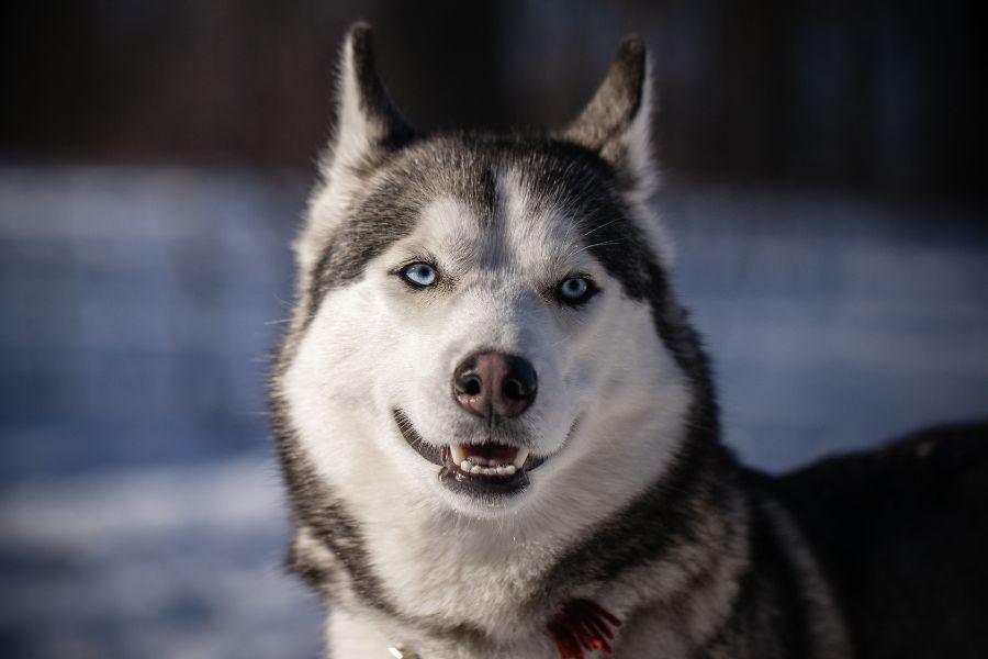 Husky Lifespan: Indoor vs. Outdoor Living Impact