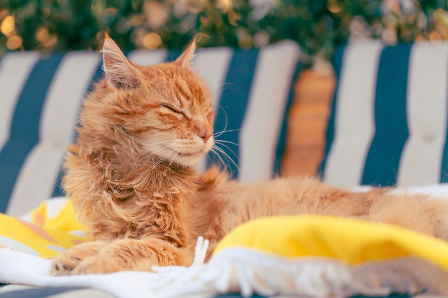 Living With Allergies? Here’s What to Know About Maine Coons