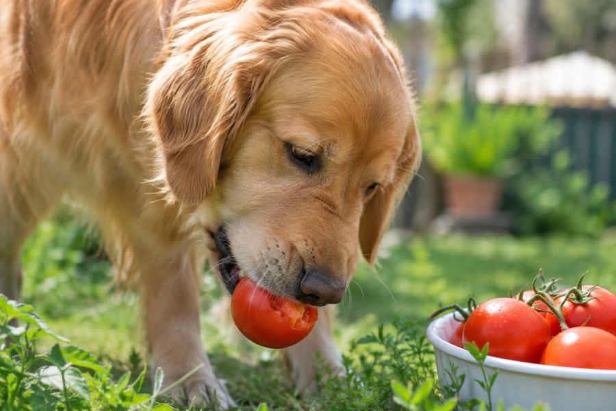 dog eating tomatoes