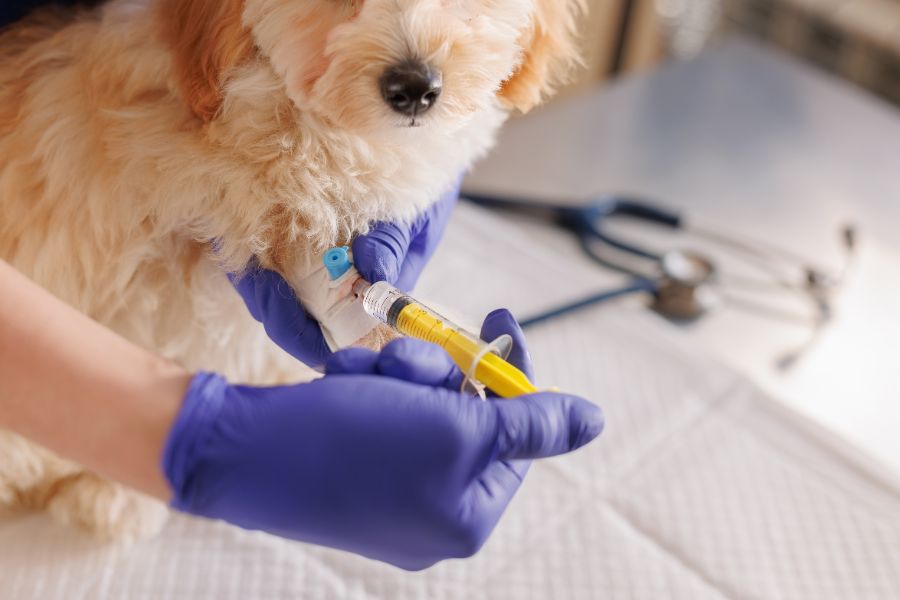 Is Anesthesia for Pets