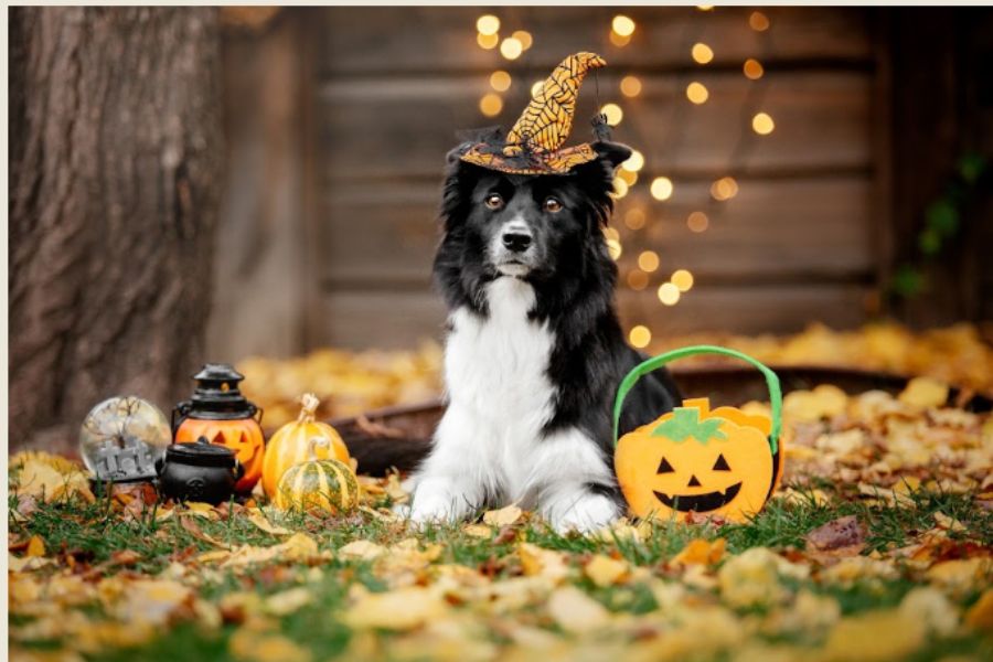 Costume Rubbing and Skin Irritation: What to Check After Your Pet Dresses Up
